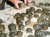 Россиянин пытался незаконно вывезти из Мексики партию рептилий