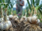 Чеснок – своеобразная культура, принимающая не всех соседей (изображение создано с помощью ИИ)