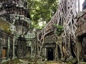 Волшебство природы: удивительные "деревья-завоеватели" пространства (Фото)