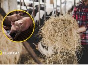 Як правильно утримувати свиней