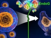 Открыт фермент, способный остановить процесс смерти клеток