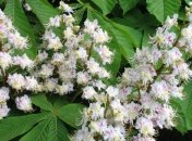 Украинцев порадует майское тепло