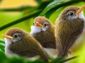 Ученые занесли более 740 новых видов птиц в Красную книгу