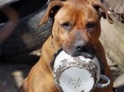 Мэрия Симферополя установила ограничения на содержание собак