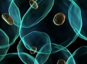 Ученые винят червей в массовом вымирании животных