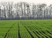 Аграрии Украины засеяли более 50% площадей под озимые