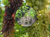 Как из веточки винограда вырастить целый куст