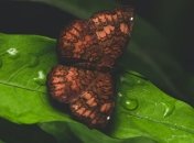 Синоптики попереджають про грози, град та шквали, які йдуть на Україну