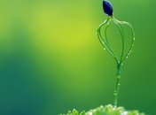 Известно ли растениям чувство боли?