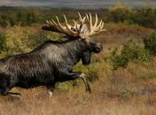 Охотникам на лося в Финляндии поможет мобильное приложение  