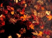 Погода в Украине на сегодня: дожди будут в половине областей 