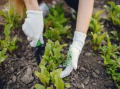 Розсада просто загине