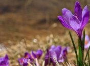 Погода в Украине 30 марта: облачно, местами осадки 