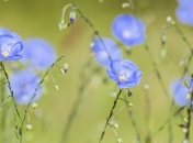 Еленин день: приметы и обряды на 3 июня