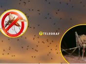 Як боротися з комарами