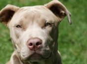 Американскому псу назначили адвоката