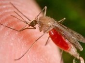 На борьбу с малярией Австралия выделит $300 млн