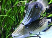 Никто не заметит: Кальмары вдохновили ученых на создание нового типа подводных роботов