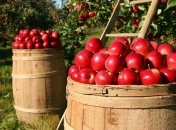 Определено еще одно полезное свойство яблок