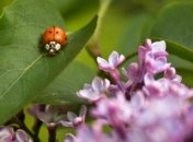 Синоптики рассказали с какой погоды начнется лето
