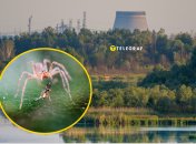 Редкий паук