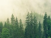 Женщина на Прикарпатье ушла в лес за ягодами и не вернулась