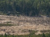 В Госгеонедрах озвучили стоимость легализации добычи янтаря