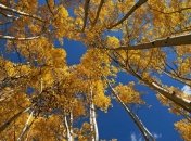 Прогноз погоды в Украине на 10 октября: будет ясно