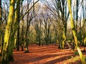 Какой праздник 5 ноября 2019 года в Украине: история и традиции