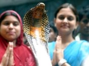 У защитников животных в Индии невеселое настроение в праздник змей