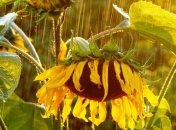 Прогноз погоды на 15 июля: в Украине снова будет дождливо 