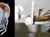 Тараканы способны кусаться впятеро сильнее человека  