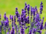 Лекарственные травы, которые снимут боль в горле