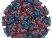 Стало известно, что ученые используют вирусы для ускорения искусственной эволюции