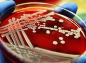 Ученые: Стафилококки "обманывают" антибиотики с помощью "ложных целей" 