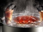 Доказали, что крабы и раки чувствуют боль  