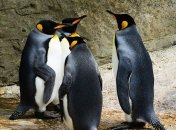 Ученые нашли двух недавно вымерших пингвинов в Новой Зеландии