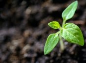 Как правильно сажать помидоры на рассаду