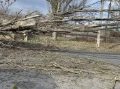 Упавшее дерево, которое травмировало ребенка в Херсоне.