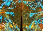 Исследователи обнаружили одну из древнейших окаменелостей птицы 