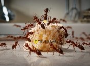 Избавиться от мелких насекомых непросто