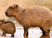 Капибары – социальные животные и в природе живущие группами