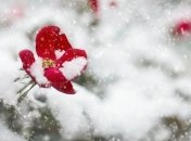 12 января - приметы и обряды на Анисьин день