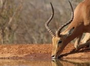 Подстроились: тибетские антилопы могут жить почти без кислорода