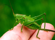 Обогащаем словарный запас