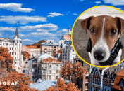 Джек-рассел-тер’єр