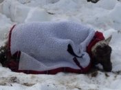 Овца провела под снегом 11 дней 