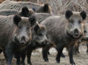 Люди боятся гонять: дикие звери устроили "свиной террор" в Черкасской области (видео)