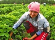 Польша вводит новые правила для заробитчан