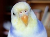 У птиц обнаружили "двухступенчатую коробку передач"